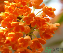 桂花和茶葉能一起泡嗎？桂花能和茶葉一起泡嗎？