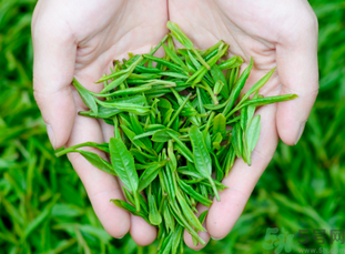 桂花和茶葉能一起泡嗎？桂花能和茶葉一起泡嗎？