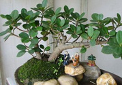 桂花樹可以種在室內(nèi)嗎？桂花樹適合在室內(nèi)嗎？