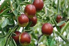 冬棗能泡茶喝嗎？泡茶喝用干冬棗好還是新鮮冬棗好？