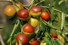 冬棗能泡茶喝嗎？泡茶喝用干冬棗好還是新鮮冬棗好？