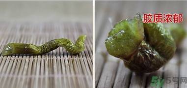 鐵皮楓斗怎么吃？鐵皮楓斗功效與作用