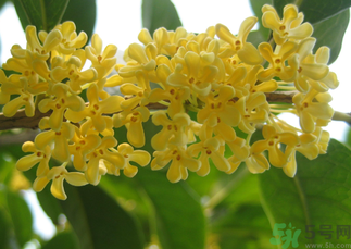 桂花和菊花可以一起泡茶嗎？桂花可以和能一起喝嗎？