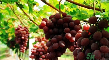 吃紅提會(huì)上火嗎？怎樣吃紅提不上火？