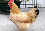 三黃雞多少錢一斤？三黃雞多少錢一只？