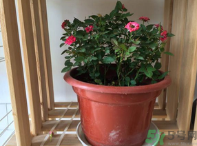 月季花可以放在室內(nèi)嗎？月季花放在室內(nèi)好嗎？