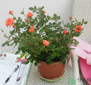 月季花可以放在室內(nèi)嗎？月季花放在室內(nèi)好嗎？