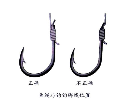 釣鯉魚用幾號(hào)鉤？釣鯉魚用什么鉤？
