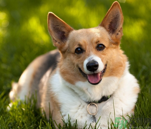 狂犬病的潛伏期最長(zhǎng)多長(zhǎng)？狗咬了會(huì)得狂犬病嗎？