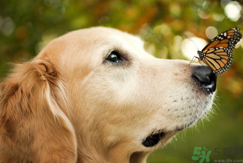 狂犬病的潛伏期最長(zhǎng)多長(zhǎng)？狗咬了會(huì)得狂犬病嗎？