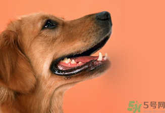 狂犬病的潛伏期最長(zhǎng)多長(zhǎng)？狗咬了會(huì)得狂犬病嗎？
