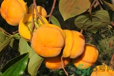 柿子和香蕉能一起吃嗎？柿子和香蕉一起吃會中毒嗎？