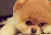 狂犬病的潛伏期最長多長？狗咬了會(huì)得狂犬病嗎？