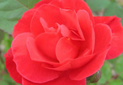 月季花可以放在室內(nèi)嗎？月季花放在室內(nèi)好嗎？