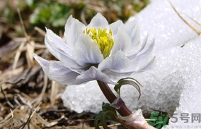 雪蓮花怎么吃？雪蓮花的功效作用