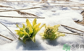 雪蓮花怎么吃？雪蓮花的功效作用