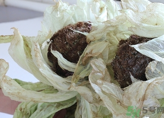 雪蓮花怎么吃？雪蓮花的功效作用