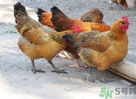 土雞多少錢一斤？土雞多少錢一只？