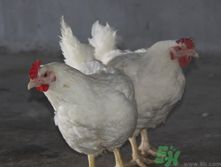 肉雞多少錢一斤？肉雞價(jià)格行情