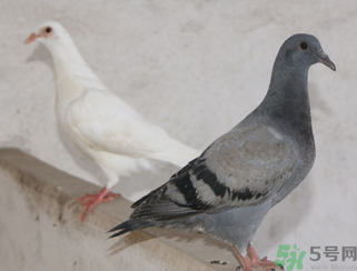 鴿子多少錢一只？鴿子多少錢一斤？