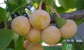 白果可以天天吃嗎？白果吃多了會(huì)怎么樣？