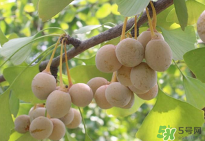 白果可以天天吃嗎？白果吃多了會(huì)怎么樣？