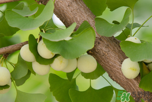 吃白果有什么好處和壞處？吃白果有什么作用？