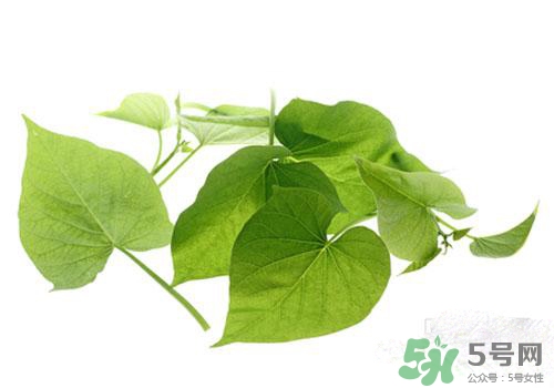 紅薯葉吃多了好嗎？紅薯葉吃多了會怎樣？