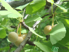 吃白果會(huì)過敏嗎？吃白果過敏了怎么辦？