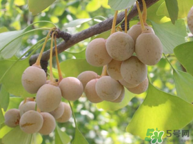 吃白果會(huì)過敏嗎？吃白果過敏了怎么辦？