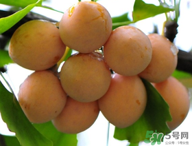 吃白果會(huì)過敏嗎？吃白果過敏了怎么辦？