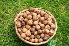 膽結(jié)石能吃核桃嗎？吃核桃能治膽結(jié)石嗎？
