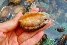 男人吃鮑魚能補(bǔ)腎嗎？腎虛能吃鮑魚嗎？