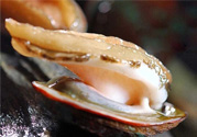 男人吃鮑魚能補腎嗎？腎虛能吃鮑魚嗎？