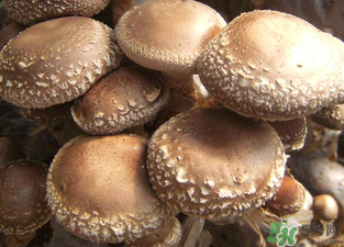 吃香菇有什么好處？吃香菇有什么壞處？