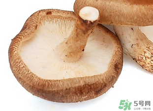 香菇根能吃嗎？香菇的根可以吃嗎？