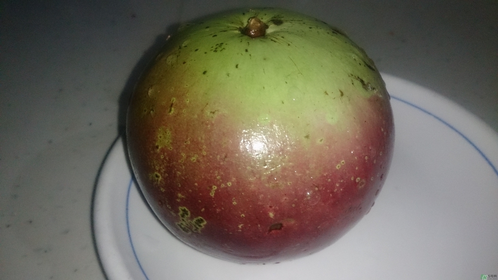 牛奶果怎么吃？牛奶果的功效與作用