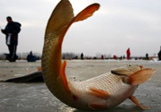 冬天釣魚用什么餌料？冬天釣魚用什么小藥？