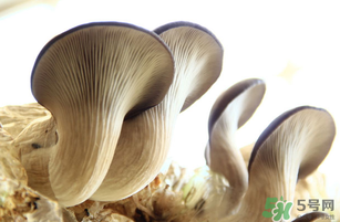 平菇不能和什么一起吃？平菇不能與什么同食？