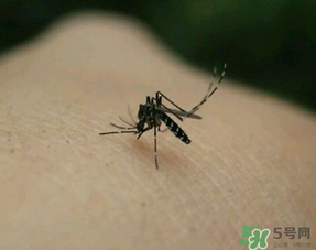 冬天有蚊子嗎？為什么冬天還有蚊子？