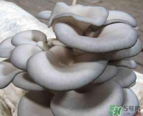 平菇可以放冰箱嗎？平菇在冰箱可以放幾天？