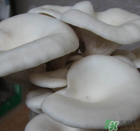 平菇可以放冰箱嗎？平菇在冰箱可以放幾天？
