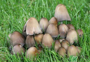 草菇不能和什么一起吃？草菇和什么相克？
