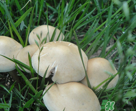 草菇不能和什么一起吃？草菇和什么相克？