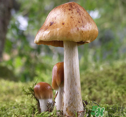 蘑菇可以放冰箱嗎？蘑菇放冰箱長毛了能吃嘛？