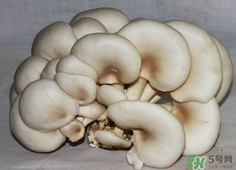 平菇怎么保存？平菇能放幾天？