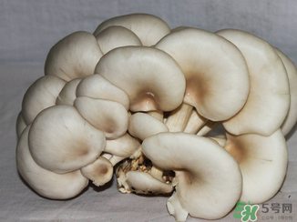吃平菇有什么好處？平菇怎么做好吃？