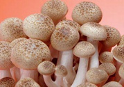 草菇可以放冰箱嗎？草菇放冰箱還能吃嗎？