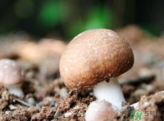 巴西蘑菇怎么吃？巴西蘑菇的作用與功效