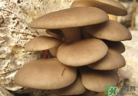 吃平菇會(huì)中毒嗎？平菇吃了會(huì)中毒嗎？